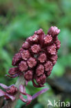 Groot hoefblad (Petasites hybridus)