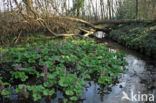 Groot hoefblad (Petasites hybridus)