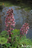 Groot hoefblad (Petasites hybridus)