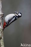 Grote Bonte Specht (Dendrocopos major)