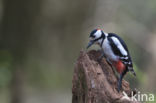 Grote Bonte Specht (Dendrocopos major)