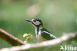 Grote Bonte Specht (Dendrocopos major)