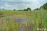 Grote lisdodde (Typha latifolia)