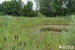 Grote lisdodde (Typha latifolia)