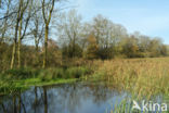 Grote lisdodde (Typha latifolia)