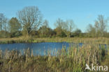 Grote lisdodde (Typha latifolia)