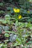 Gulden boterbloem (Ranunculus auricomus)