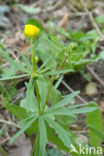 Gulden boterbloem (Ranunculus auricomus)