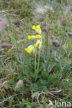 Cowslip (Primula veris)