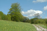 Cowslip (Primula veris)