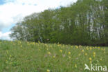 Gulden sleutelbloem (Primula veris)