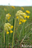 Cowslip (Primula veris)