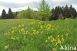 Cowslip (Primula veris)