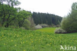 Cowslip (Primula veris)