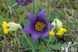 Gulden sleutelbloem (Primula veris)