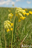 Cowslip (Primula veris)