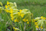 Gulden sleutelbloem (Primula veris)