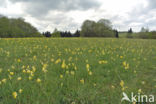 Cowslip (Primula veris)