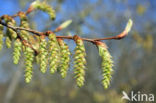 Hornbeam (Carpinus betulus)