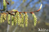 Haagbeuk (Carpinus betulus)