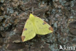 Brimstone Moth (Opisthograptis luteolata)