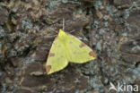 Brimstone Moth (Opisthograptis luteolata)