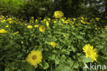 Hartbladzonnebloem (Doronicum pardalianches)