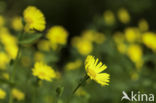 Hartbladzonnebloem (Doronicum pardalianches)