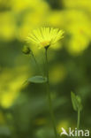 Hartbladzonnebloem (Doronicum pardalianches)