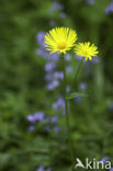 Hartbladzonnebloem (Doronicum pardalianches)