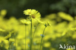 Hartbladzonnebloem (Doronicum pardalianches)