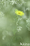 Hartbladzonnebloem (Doronicum pardalianches)