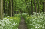 Hartbladzonnebloem (Doronicum pardalianches)