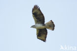 Bonelli s Eagle (Hieraaetus fasciatus)