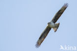 Bonelli s Eagle (Hieraaetus fasciatus)