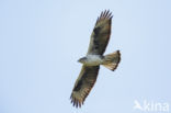 Bonelli s Eagle (Hieraaetus fasciatus)