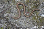 Hazelworm (Anguis fragilis)