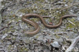 Hazelworm (Anguis fragilis)