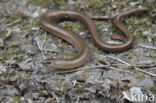 Hazelworm (Anguis fragilis)