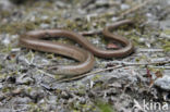 Hazelworm (Anguis fragilis)