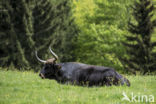 Heck cattle