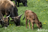 Heckrund (Bos taurus spp)