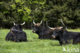 Heckrund (Bos taurus spp)