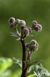 Heelkruid (Sanicula europaea)