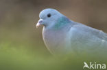 Stock Dove (Columba oenas)
