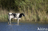 Holsteiner Cow (Bos domesticus)