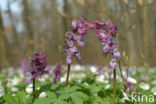 Hollow-root (Corydalis cava)