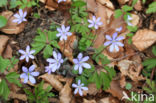 Hollow-root (Corydalis cava)