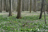 Hollow-root (Corydalis cava)