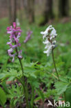 Hollow-root (Corydalis cava)